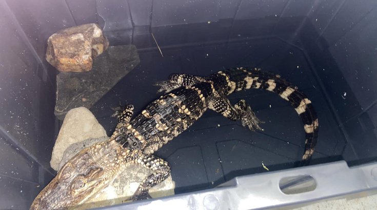 Caiman FDR Park Alligator