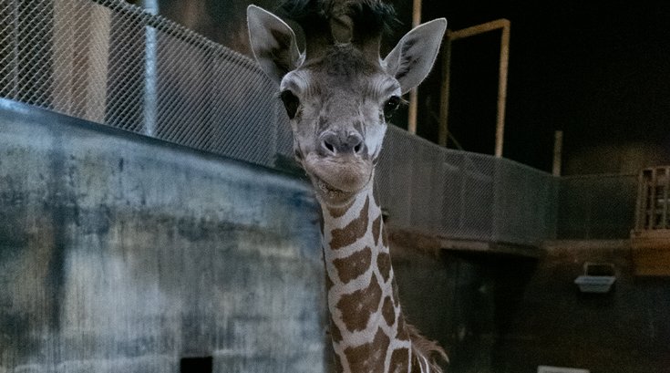 giraffe six flags wild safari