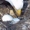 Pennsylvania Bald Eagle Eggs