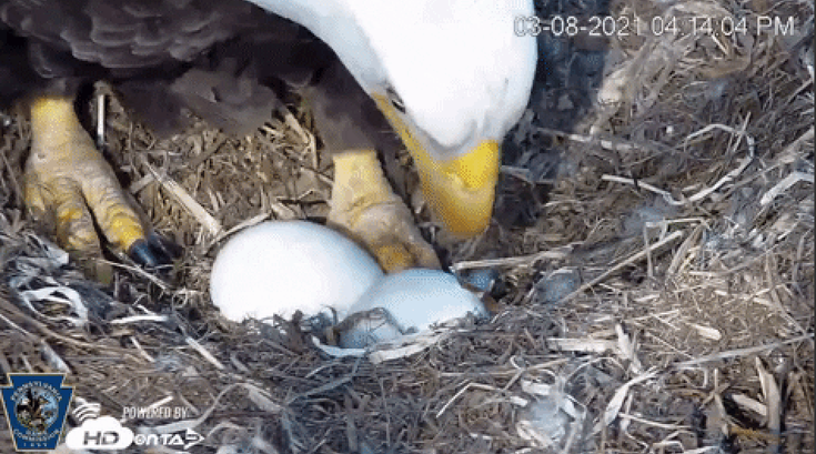 Pennsylvania Bald Eagle Eggs