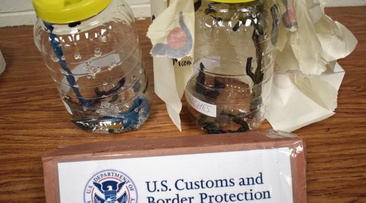 Philadelphia customs leeches shipments