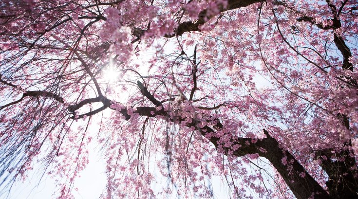 Cherry Blossom Festival 2024 details