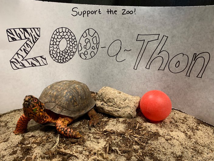 zoo a thon philadelphia zoo fundraiser turtle