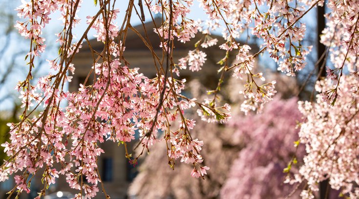 Cherry blossom trees