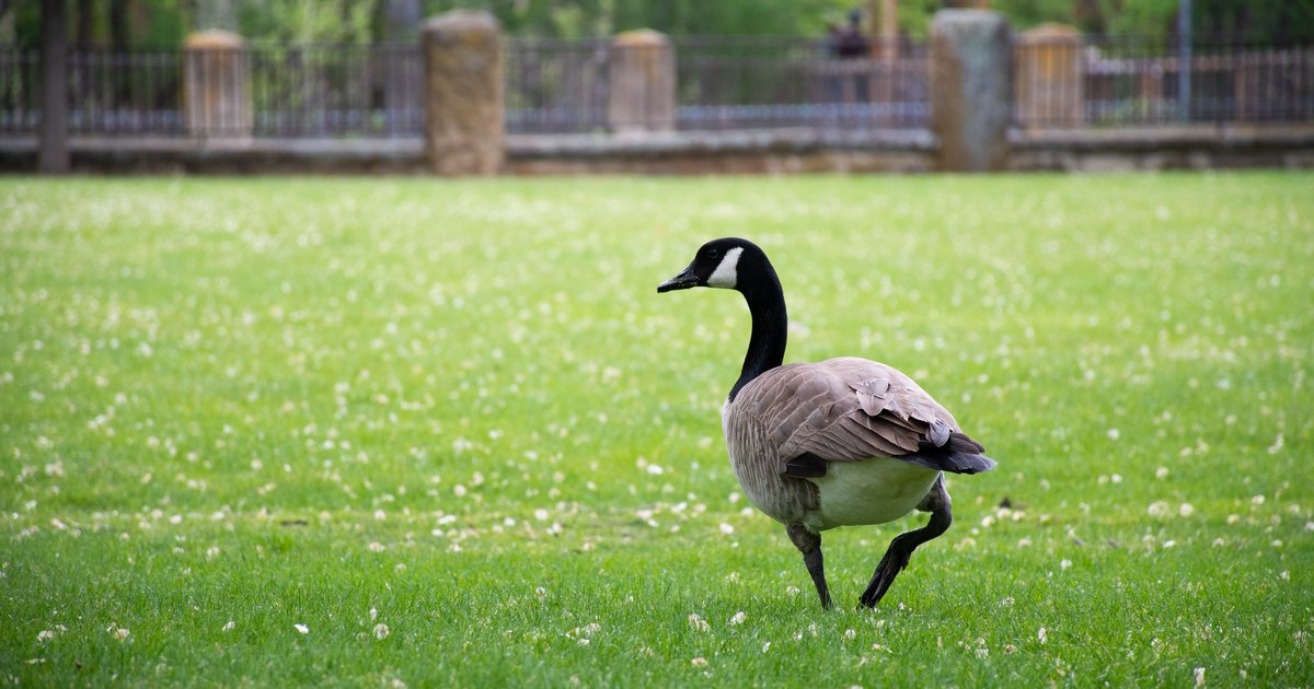 New Jersey man faces prison for running over geese in Ocean County