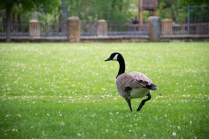 Geese New Jersey