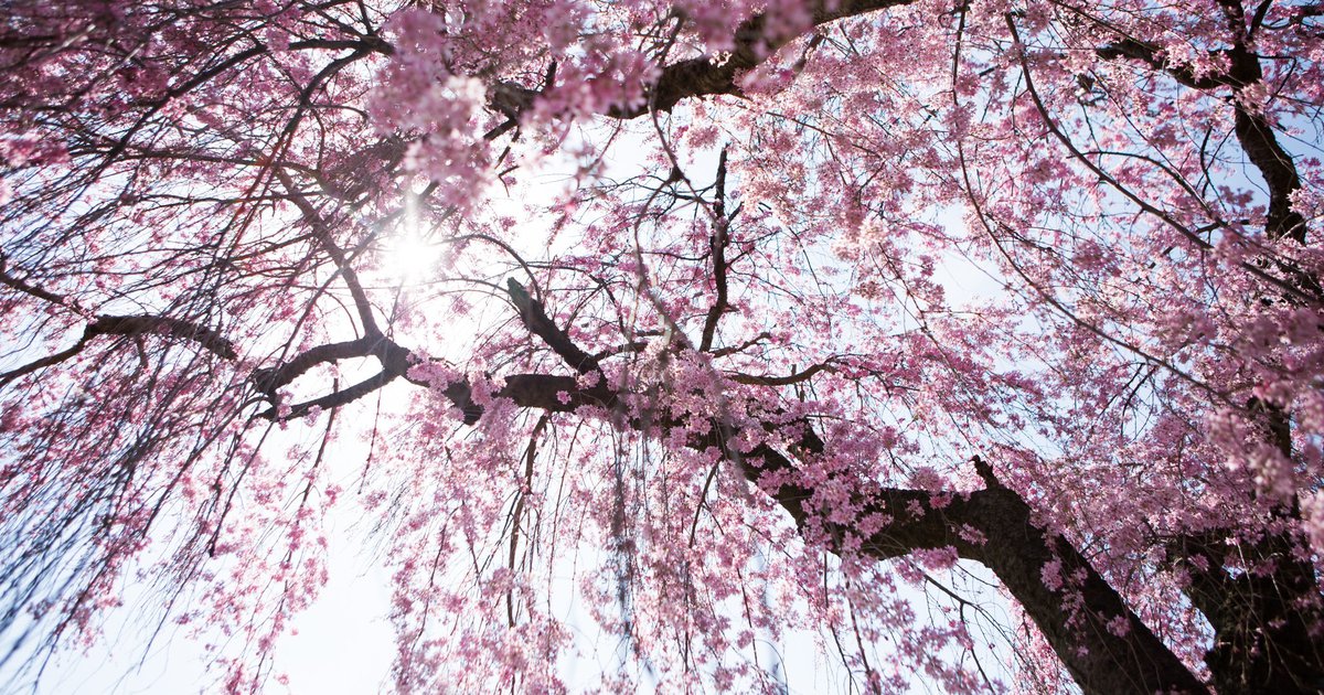 2023 Cherry Blossom Festival in Philadelphia to be held at Fairmount