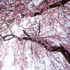 Cherry Blossom Festival 2023