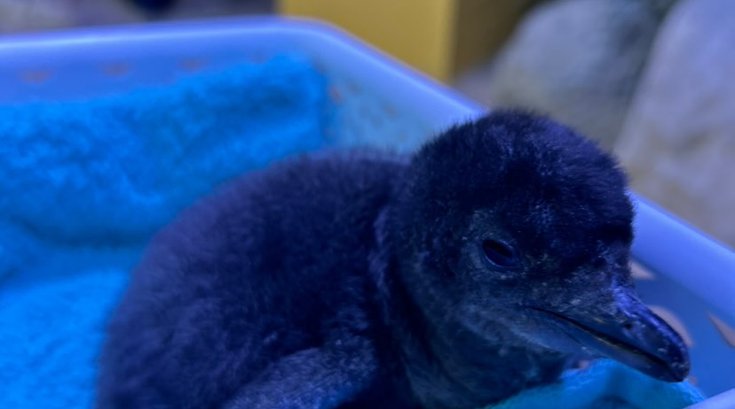 adventure aquarium penguin chick
