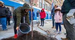 Urban Tree Planting