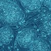 03262018_human_stem_cells_wiki