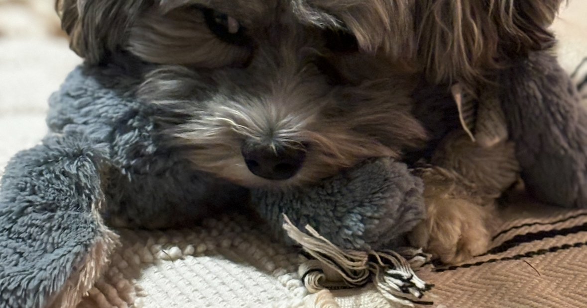 Understanding how to interpret a dog's behavior strengthens the human ...