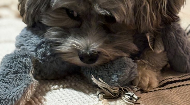 Dog Behavior tips