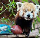 Philadelphia Zoo red panda