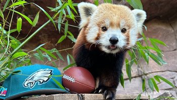 Philadelphia Zoo red panda
