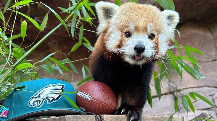 Philadelphia Zoo red panda