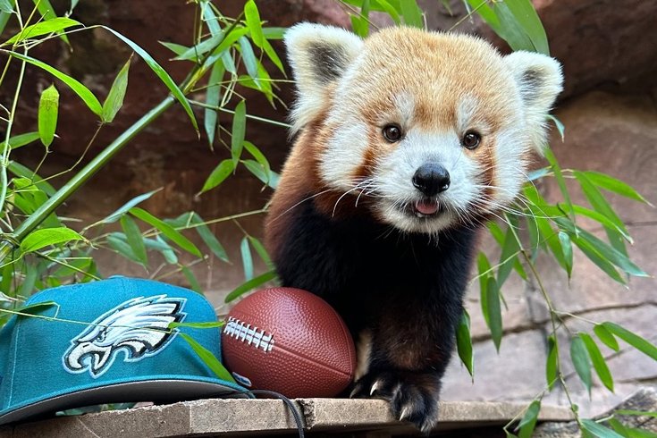 Philadelphia Zoo red panda