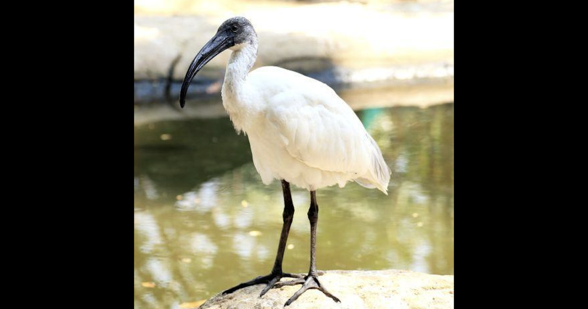 Cape May County Zoo to close World of Birds aviary this spring