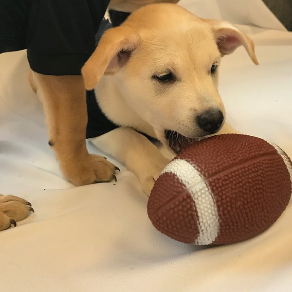 Uber Puppies: Draft Edition