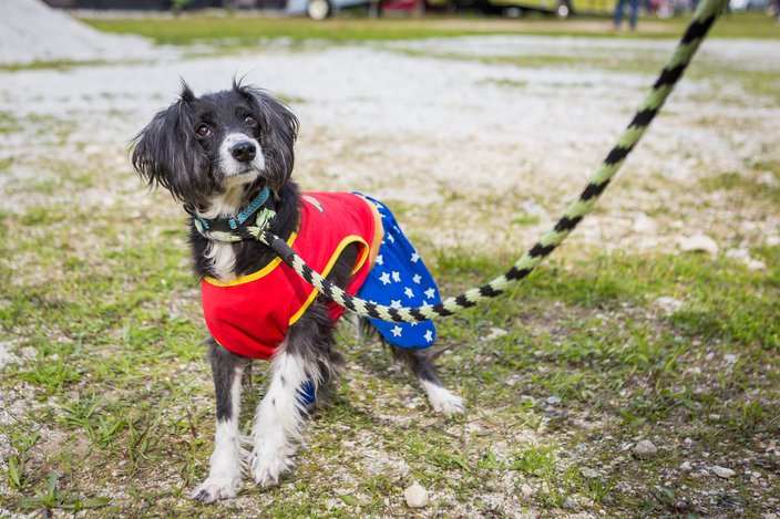 Carroll - PSPCA dogs in costumes