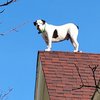 Roof Dog Hazleton