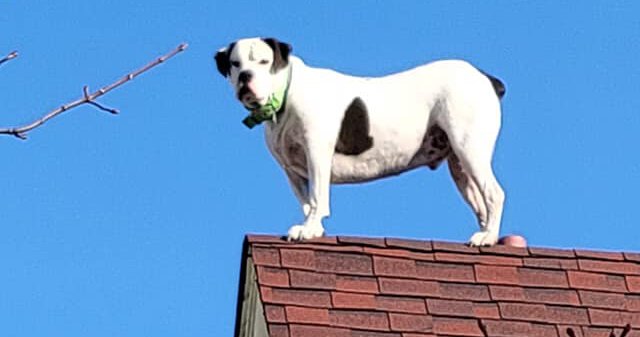 Hazleton firefighters called to rescue dog who apparently likes hanging out on roof