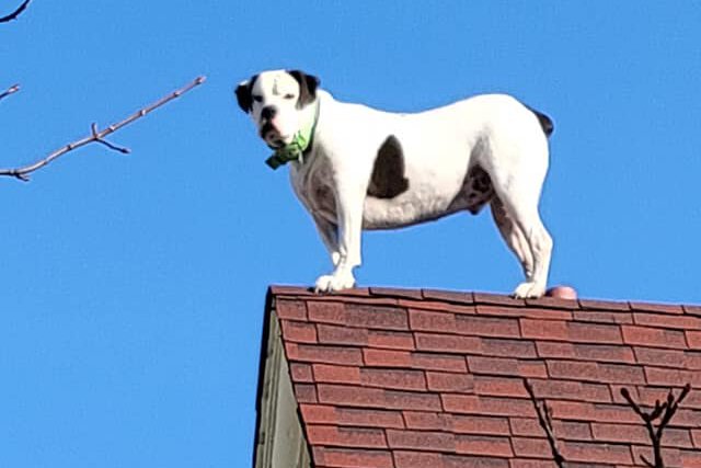 Roof Dog Hazleton