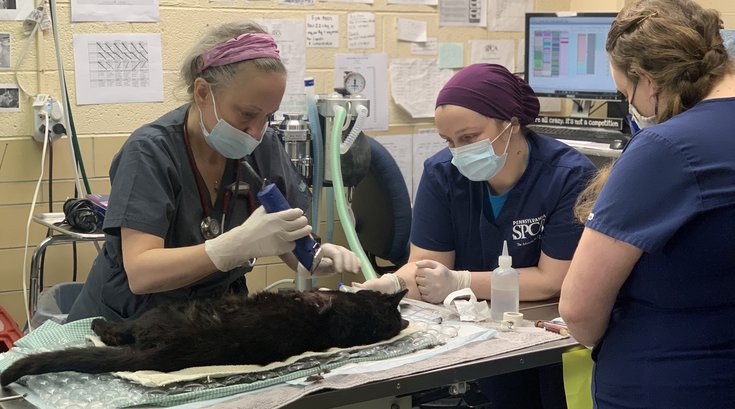 Cat Attacked Philadelphia