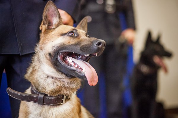 04-031816_CamdenCanine_Carroll.jpg