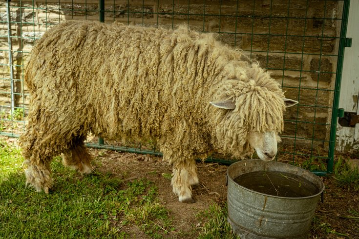 Sheep shearing Fox Chase Farm