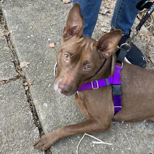 ACCT Foster dogs