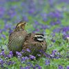 Bobwhite quail reintroduced Pennsylvania
