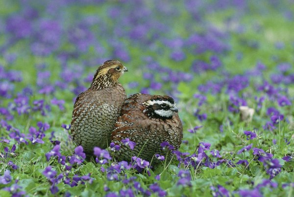 Bobwhite quail reintroduced Pennsylvania