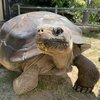Mommy tortoise hatchlings