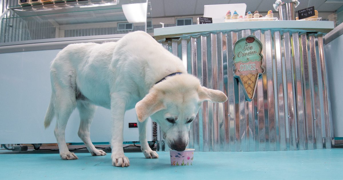 Salty Paws, an ice cream shop for dogs, opens in Rittenhouse Square