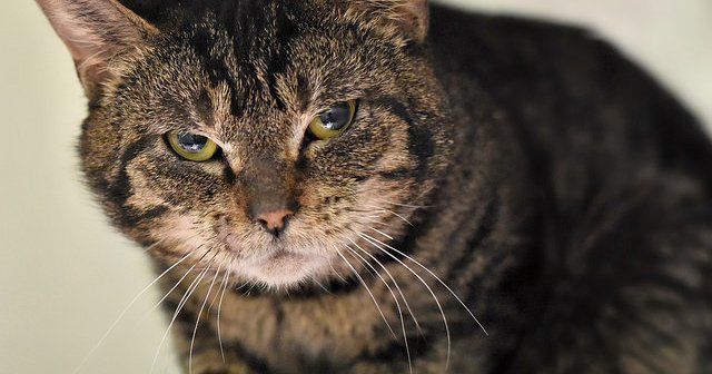 ACCT Philly launches adoption effort for cats rescued from hoarding ...