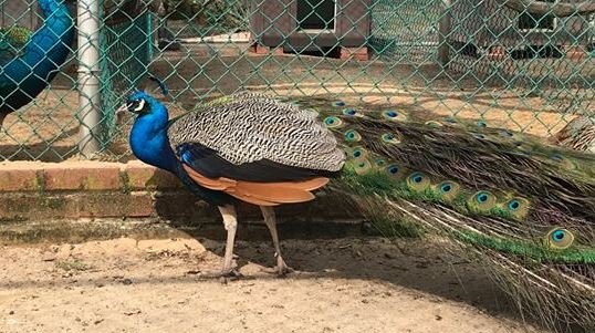 Peacock Chester NJ park