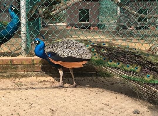 Peacock Chester NJ park