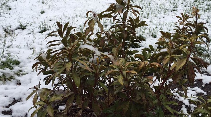 04092016_snowy_April_lawn