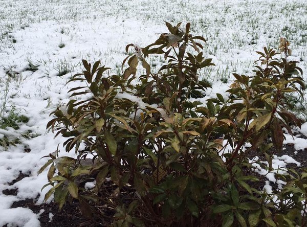04092016_snowy_April_lawn