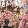 Cherry blossoms weekend guide