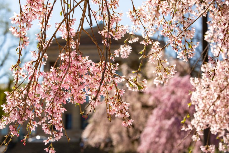 Cherry blossoms weekend guide