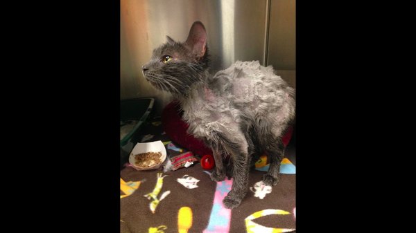 041017_maisy_cat