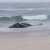 dead humpback whale long beach township
