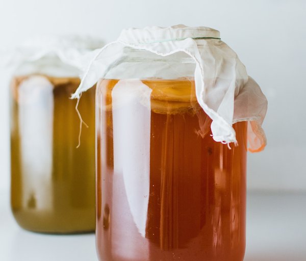 kombucha metabolism connection 