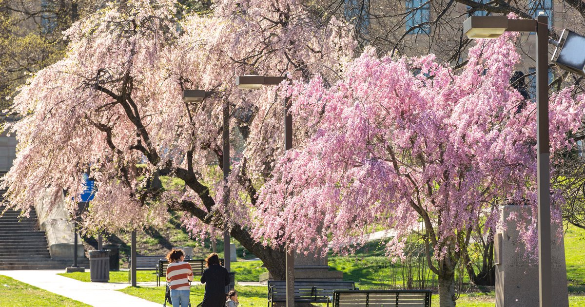 Experience Fairmount Park's cherry blossoms at a pop-up with food