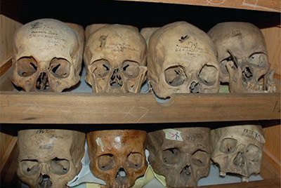 Penn Museum Skulls
