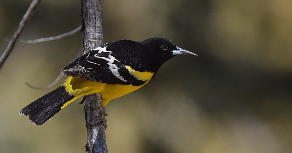 View All 9 Types of Oriole Birds - AZ Animals