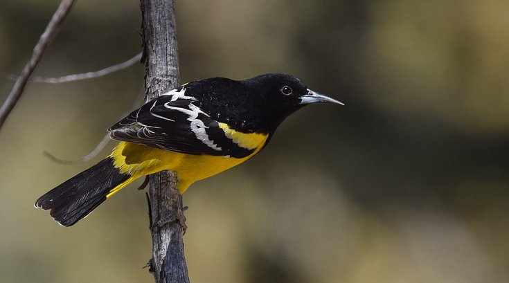 Scotts Oriole Pennsylvania