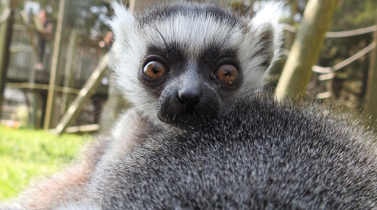 cape may zoo lemur baby